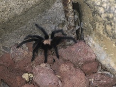 Brachypelma albiceps