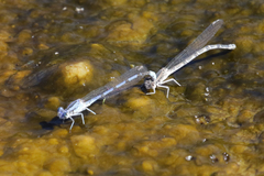 Argia agrioides