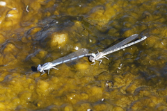 Argia agrioides