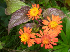 Pseudogynoxys chenopodioides