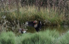 Dendrocygna autumnalis