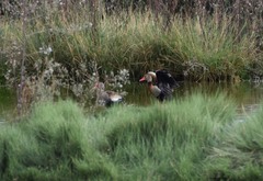 Dendrocygna autumnalis