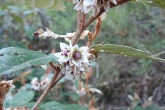 Lasiopetalum macrophyllum