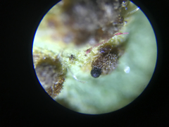 Sphaerellopsis filum