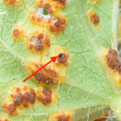 Sphaerellopsis filum