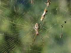 Trichonephila clavipes