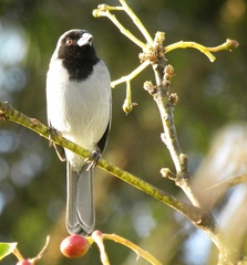Schistochlamys melanopis