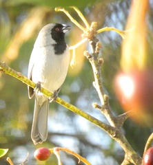 Schistochlamys melanopis
