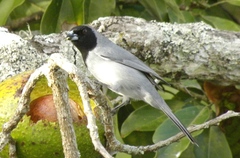 Schistochlamys melanopis