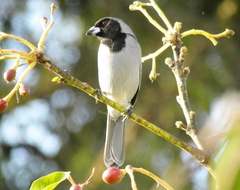 Schistochlamys melanopis