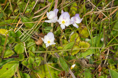 Veronica hookeriana
