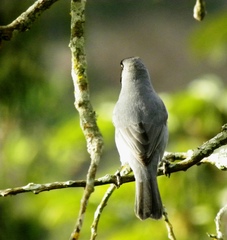 Schistochlamys melanopis