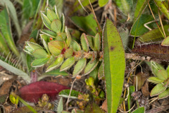 Pimelea barbata barbata