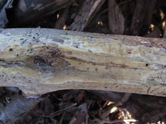 Coniophora arida suffocata