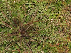 Planodes virginicum