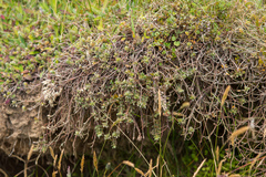 Pimelea barbata barbata