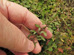 Planodes virginicum
