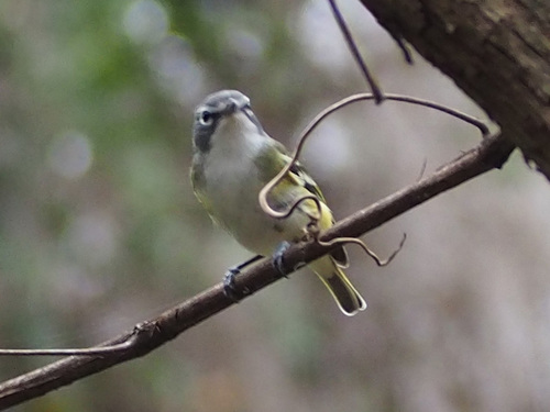 Vireo solitarius image
