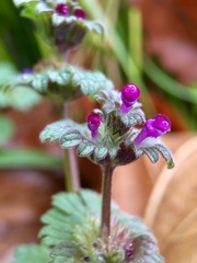Lamium amplexicaule