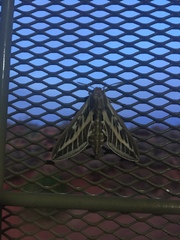 Hyles livornicoides