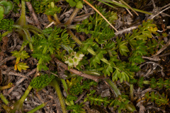Chaerophyllum colensoi colensoi