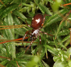 Asagena americana