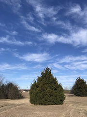 Juniperus virginiana