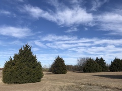 Juniperus virginiana