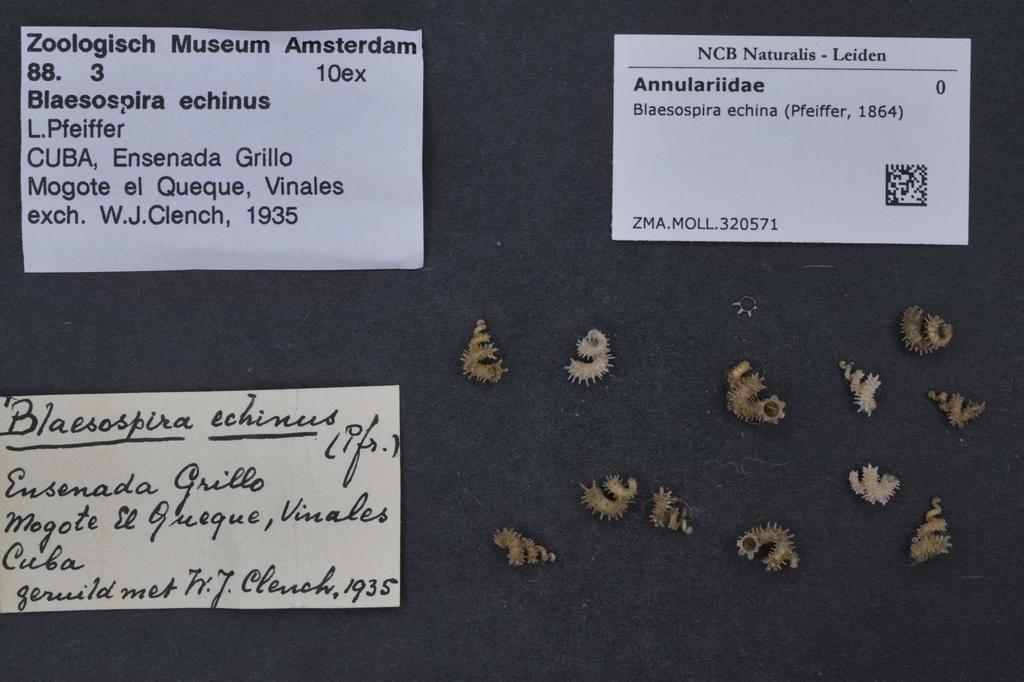 Annulariinae