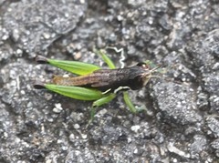 Methiolopsis geniculata