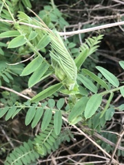 Vicia gigantea