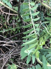 Vicia gigantea