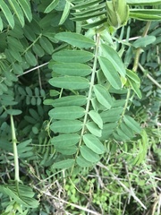Vicia gigantea