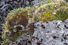 Pimelea barbata barbata