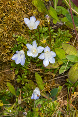 Wahlenbergia pygmaea pygmaea