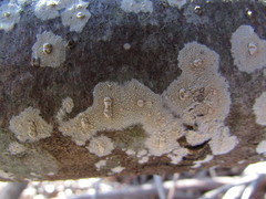 Cylindrobasidium laeve