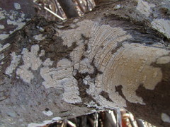 Cylindrobasidium laeve