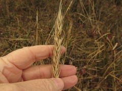 Elymus virginicus virginicus