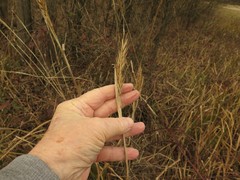 Elymus virginicus virginicus