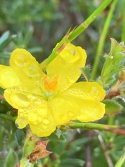 Hibbertia pustulata
