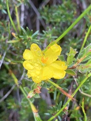 Hibbertia pustulata