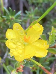 Hibbertia pustulata