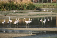 Phoenicopterus chilensis