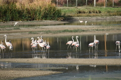 Phoenicopterus chilensis