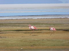 Phoenicoparrus jamesi