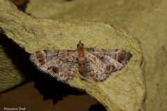 Chloroclystis lichenodes