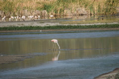 Phoenicopterus chilensis