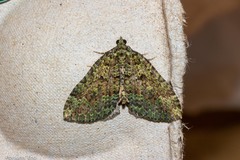 Austrocidaria callichlora