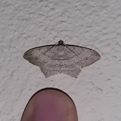 Psamatodes pernicata