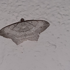 Psamatodes pernicata